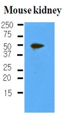 AM03203PU-S - Podoplanin