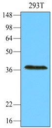 AM09032PU-N - REXO1