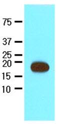 AM09035PU-N - Streptavidin