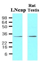 AM09036PU-N - STEAP / STEAP1