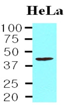 AM09038PU-N - TARDBP
