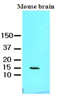 AM09059PU-N - FABP7