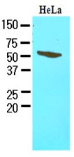 AM09071PU-N - FKBP4
