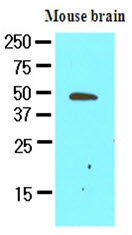 AM09076PU-N - GAS7