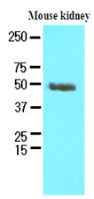 AM09082PU-N - PSMD11