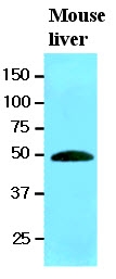 AM09083PU-N - Ribonuclease inhibitor (RNH1)