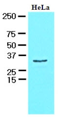 AM09085PU-N - HAX1