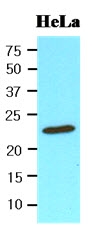 AM09116PU-N - Peroxiredoxin-1 / PRDX1
