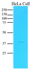 AM09353PU-N - SERPINB5 / Maspin
