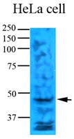 AM09355PU-N - Thymidylate synthase (TS)