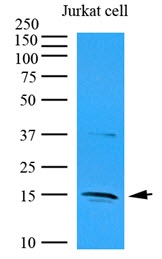 AM09356PU-N - Interleukin-32 / IL32