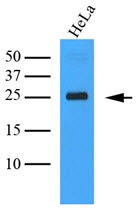 AM09361PU-N - CLEC4E