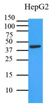 AM09368PU-N - ERK2