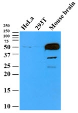 AM09375PU-N - TUBB2B