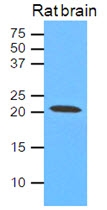 AM09383PU-N - Caveolin-1