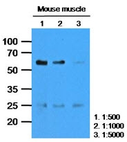 AM09390PU-N - Calsequestrin-2