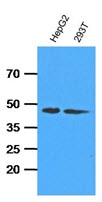 AM09394PU-N - Adenosine kinase