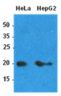 AM09395PU-N - ARF1