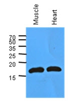 AM39005PU-N - Myoglobin