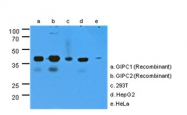 AM50008PU-N - GIPC2