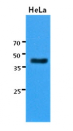 AM50010PU-N - Cytokeratin 23