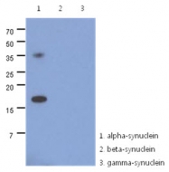 AM50030PU-N - Alpha-Synuclein / SNCA