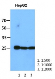 AM50034PU-N - RALA / RAL