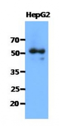 AM50039PU-N - Syntrophin-1 / SNTA1