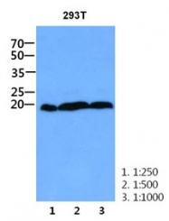 AM50047PU-N - CNBP