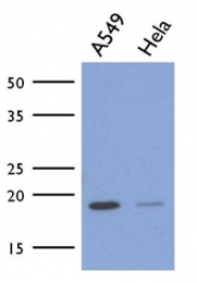 AM50048PU-N - ICT1 / DS1