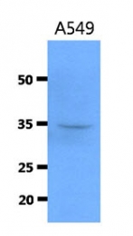AM50049PU-N - Cathepsin S