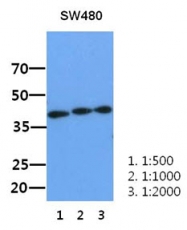 AM50065PU-N - XPA / XPAC