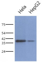 AM50069PU-N - PCBP1