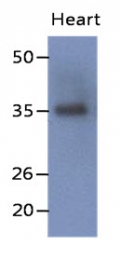 AM50079PU-N - Delta-sarcoglycan