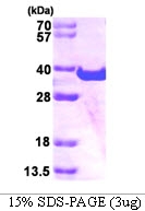 AR09164PU-L - Maspardin