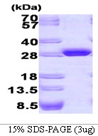 AR09180PU-L - GFP