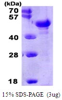 AR09193PU-L - PTX3