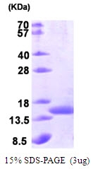 AR09199PU-L - secB