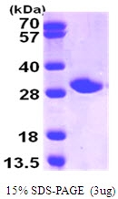 AR09201PU-L - NNMT
