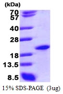 AR09221PU-L - SAP18