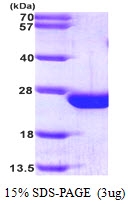 AR09246PU-L - RAC2