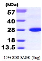 AR09264PU-L - Calbindin