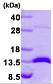 AR09268PU-L - Galectin-1