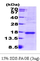 AR09272PU-L - VEGF-A
