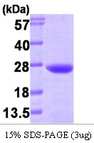 AR09283PU-L - VPS28