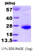 AR09286PU-L - RAC1
