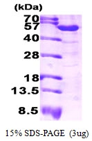 AR09288PU-L - ALDH1