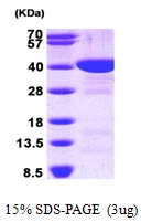 AR09291PU-L - FBP1