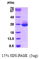 AR09326PU-L - GSTA1