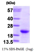 AR09391PU-L - NRAS